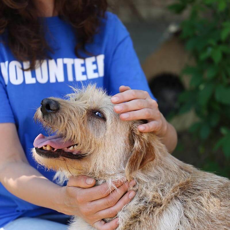 A volunteer at a pet shelter